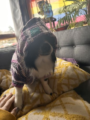 Customer photo review of Playa Poncho - Surprise Color