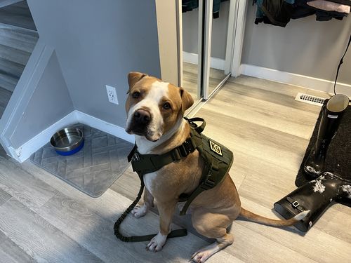 Customer photo review of Classic Heavy-Duty Tactical No-Pull Team K9™ Dog Harness With Front & Back D-Rings, Quick-Release Metal-Buckles, Hook & Loop Panels, & Top Handle