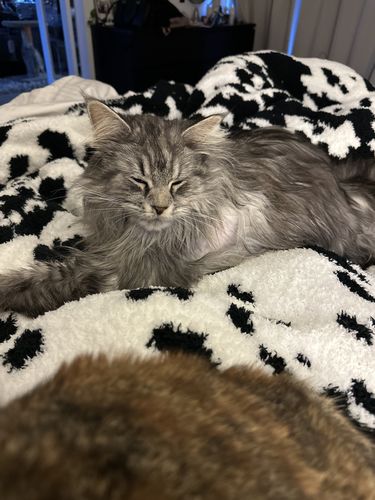 Customer photo review of Black & White Cow Print Extended Throw Blanket