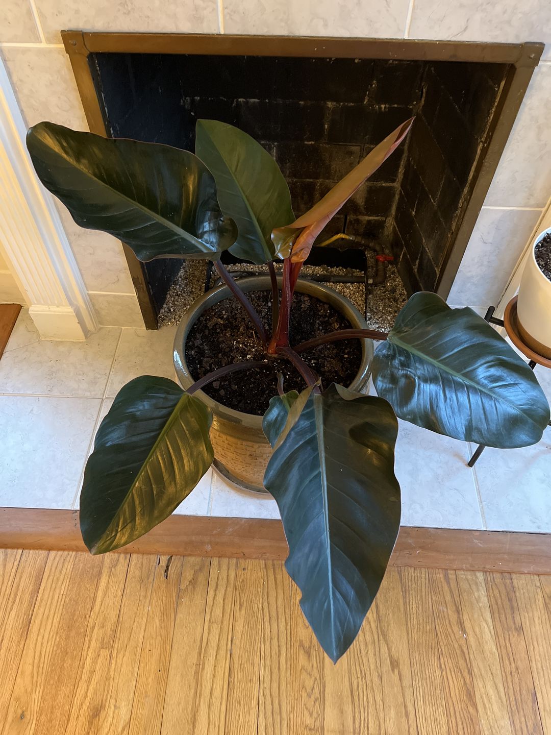 Customer photo review of Philodendron Red Congo, Tropical Forest Plant