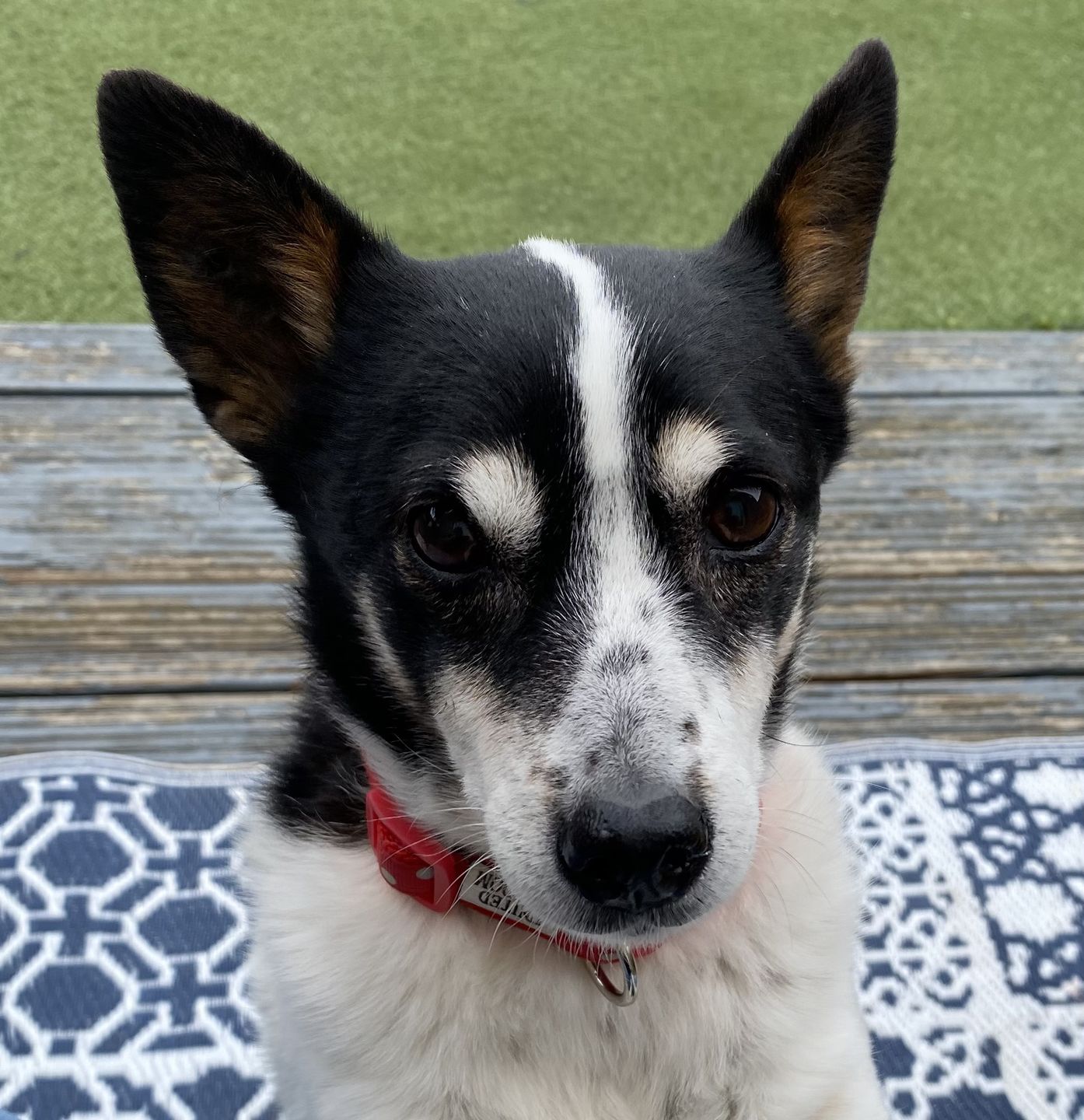 Customer photo review of Petsmile Professional Pet Toothpaste