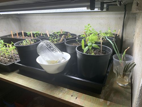 Customer photo review of Gro Pro® Premium Nursery Pots - Injection Molded