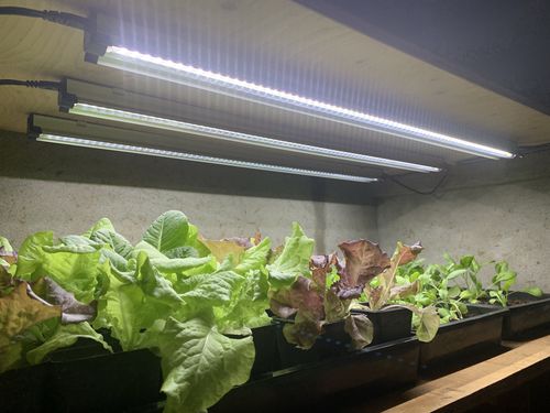 Customer photo review of SUNBLASTER LED Strip Light HO 6400K 36W 3'