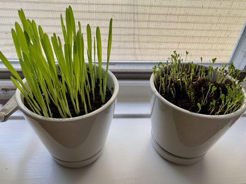 Customer photo review of 4 Cat Grass and Herb Seed Pack