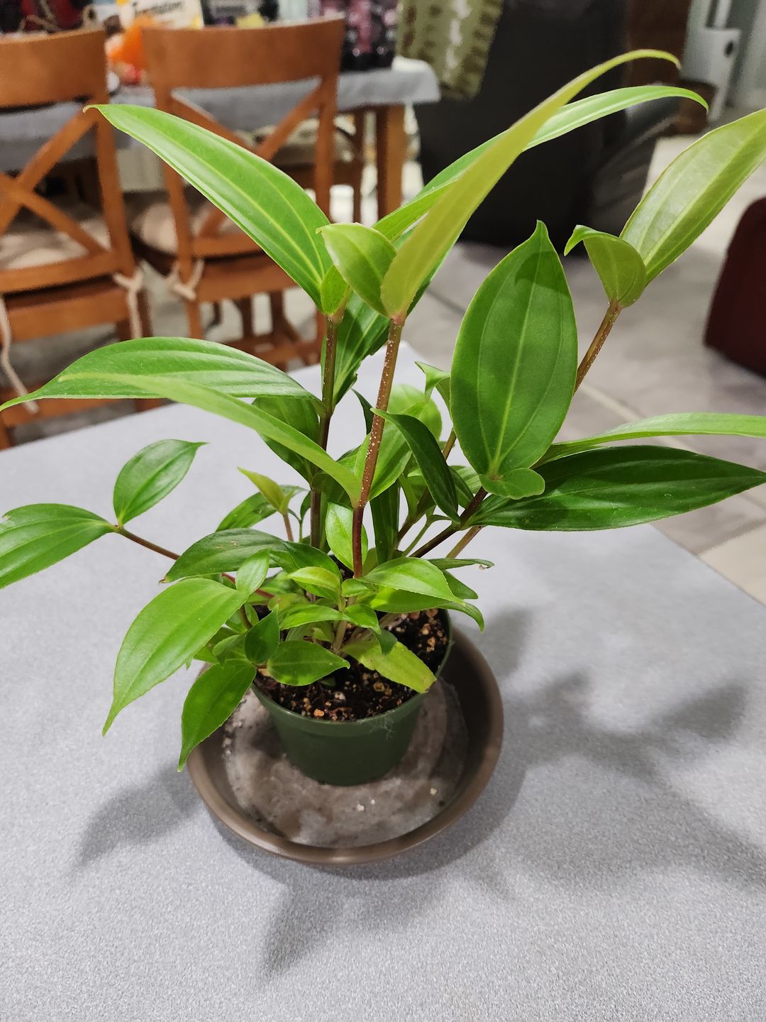 Customer photo review of 4" Medinilla myriantha