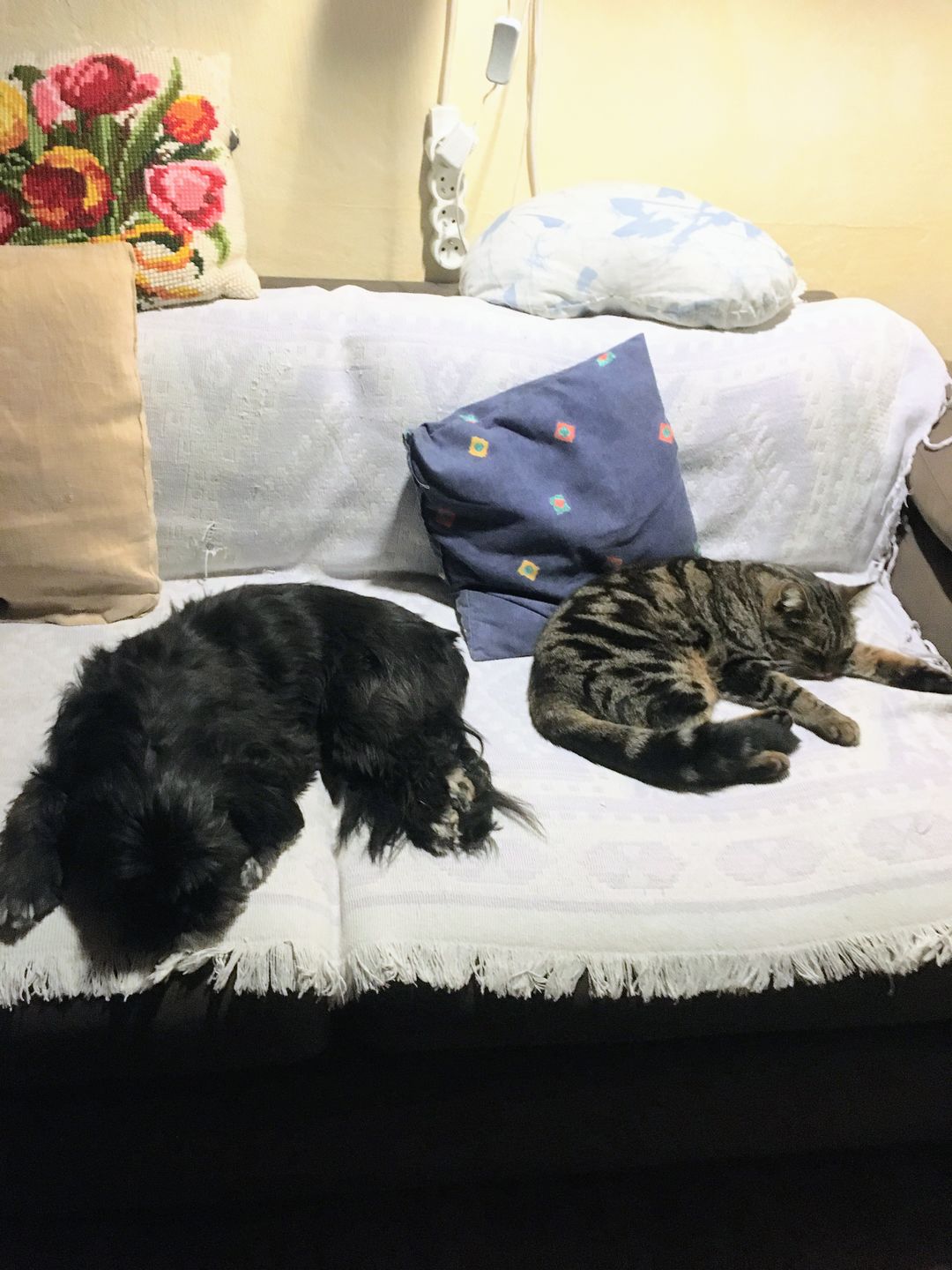 Customer photo review of Pâtées riches en volaille & aux petits pois (chien adulte)