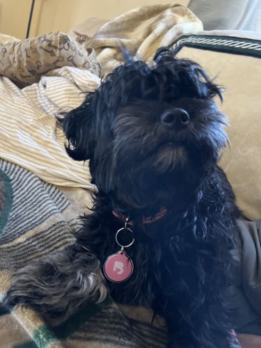 Customer photo review of Pink