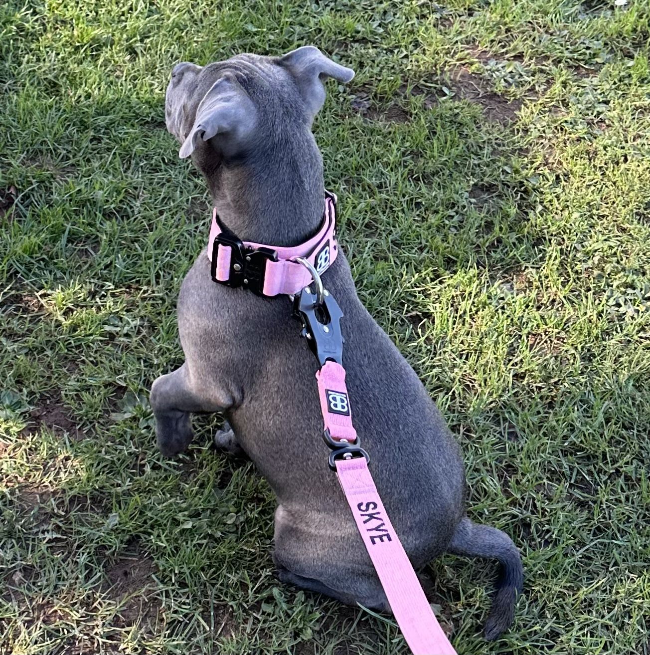 Customer photo review of 1.4m Swivel Combat Lead | Neoprene Lined, Secure Rated Clip with Soft Handle - Pink