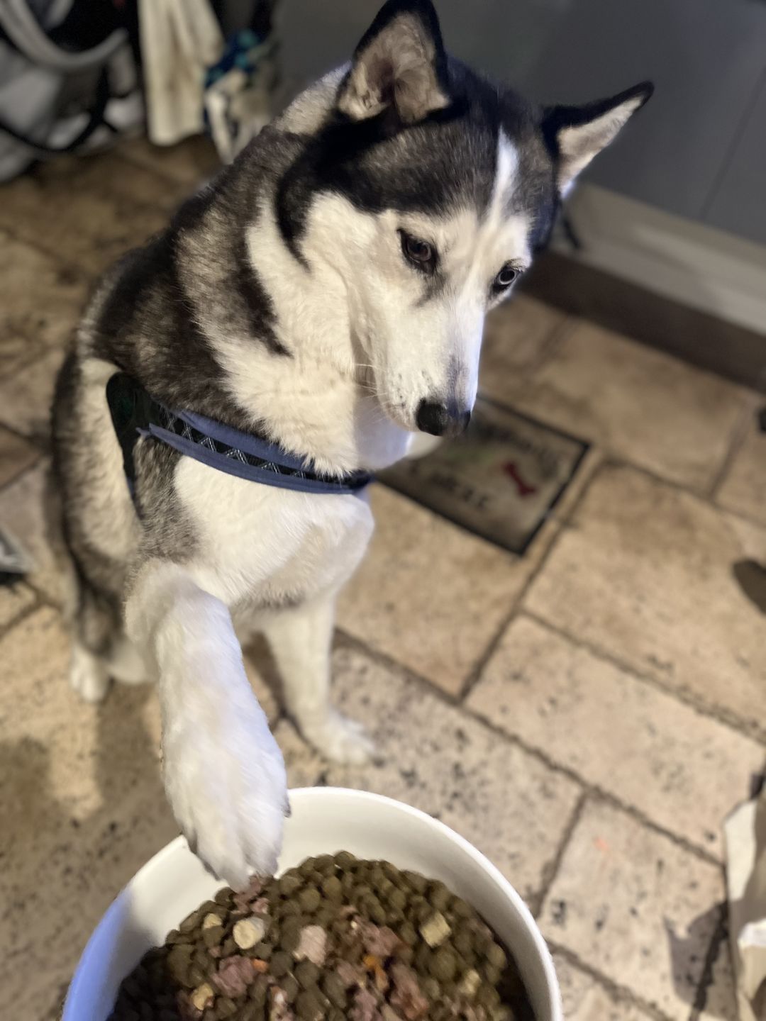 Customer photo review of Oh Deer! Food or Topper