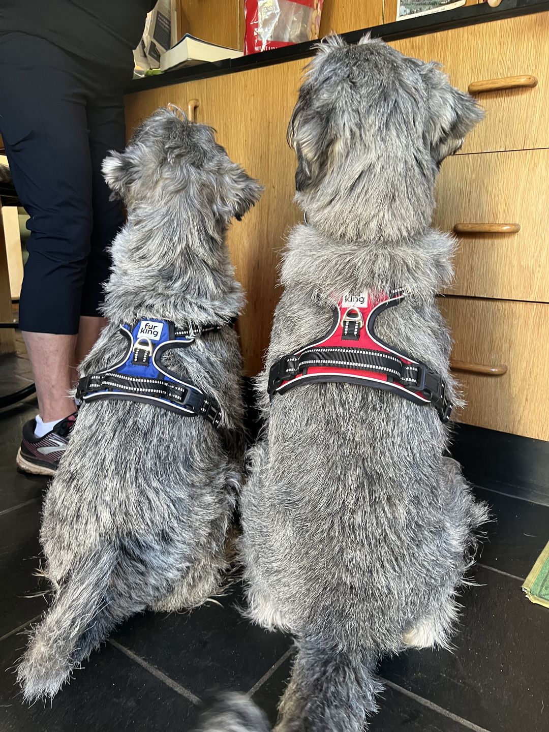 Customer photo review of Fur King Ultimate No Pull Dog Harness