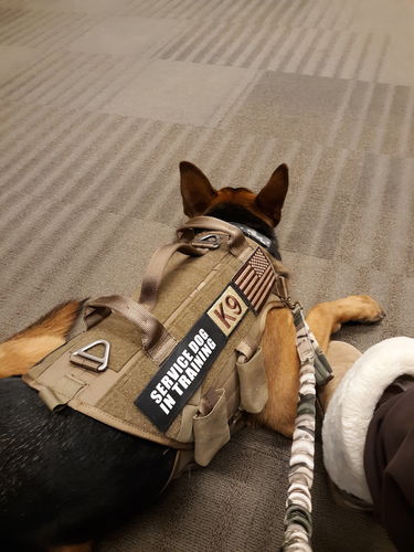 Customer photo review of Classic Heavy-Duty Tactical No-Pull Team K9™ Dog Harness With Front & Back D-Rings, Quick-Release Metal-Buckles, Hook & Loop Panels, & Top Handle