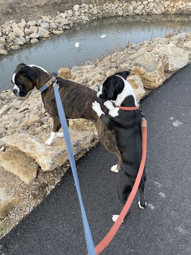 Customer photo review of Terracotta Leash - Recycled Ripstop