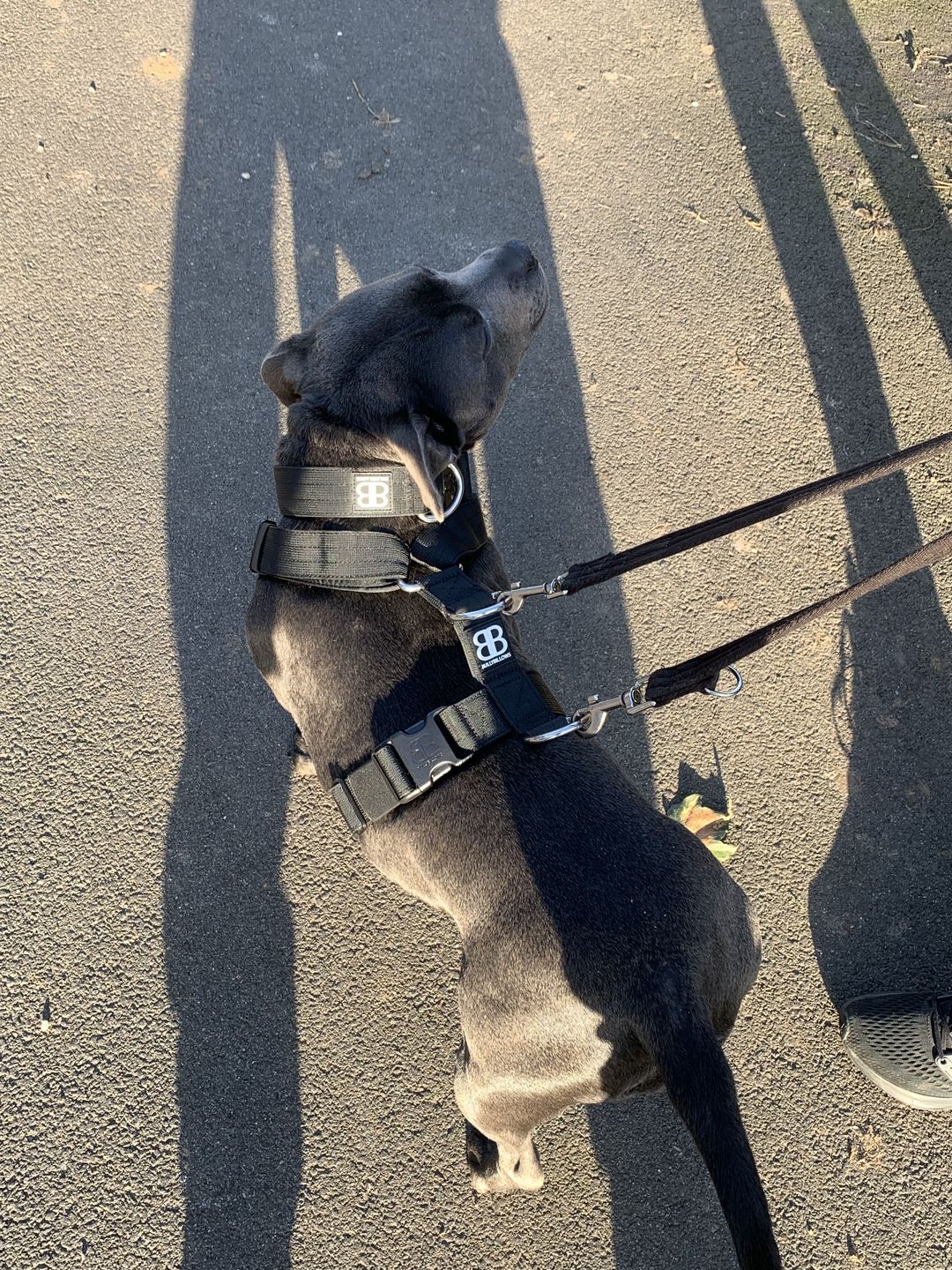 Customer photo review of 4cm Combat® Collar | Rated Clip - NO HANDLE - Black v2.0