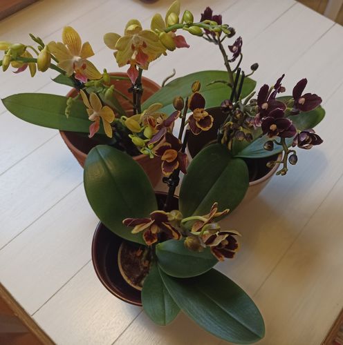 Customer photo review of Table Dance Orchideen Farbmix mit 2+ Stielen im 3er Set