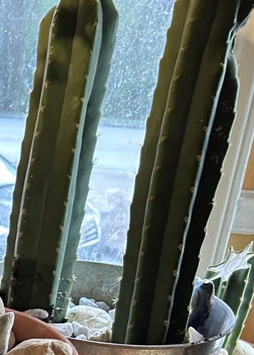 Customer photo review of Imperfect San Pedro Cactus Cuttings | Echinopsis pachanoi Cuttings