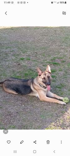 Customer photo review of Evergreen