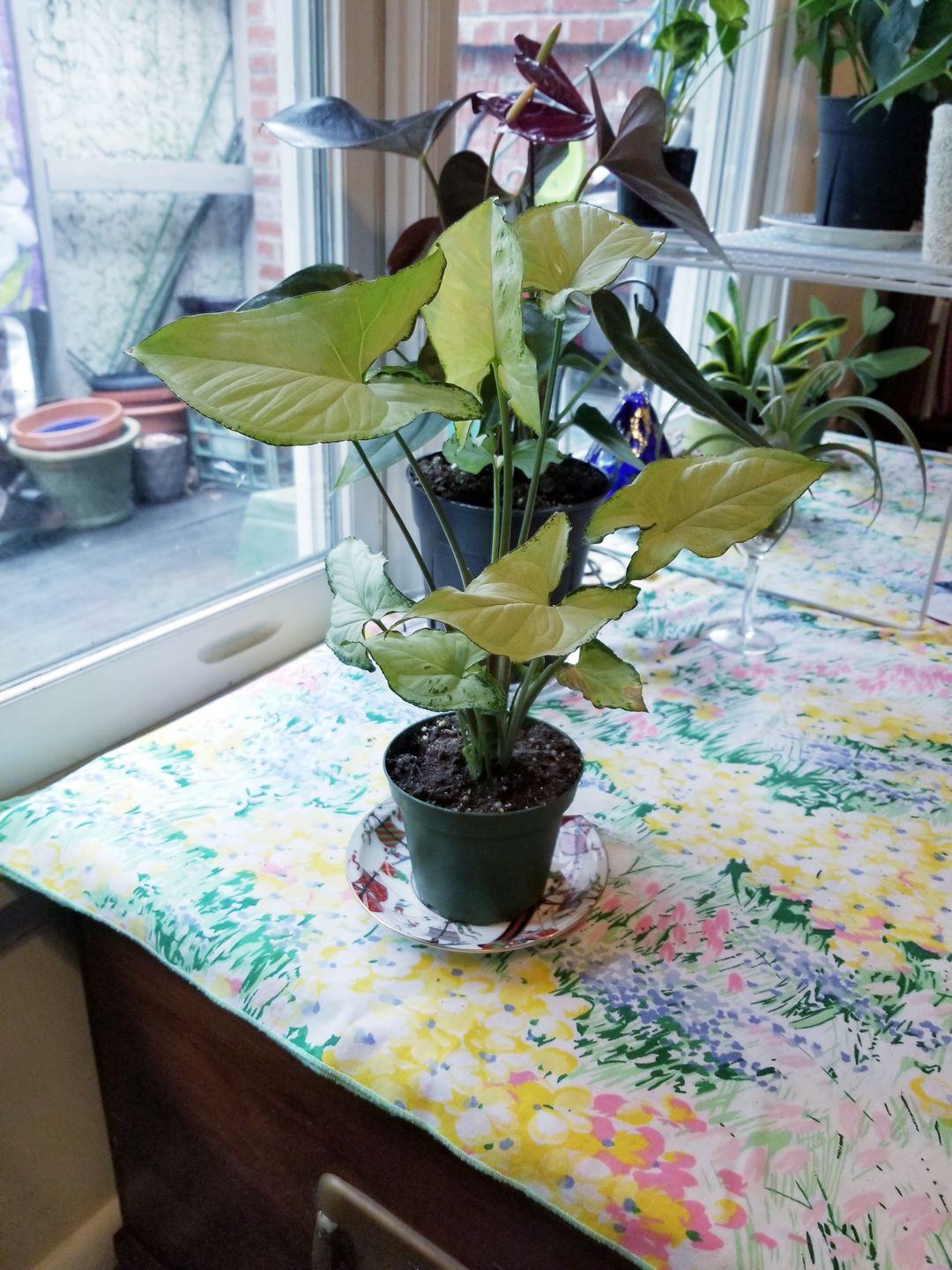 Customer photo review of 4" Syngonium podophyllum 'Holly M'