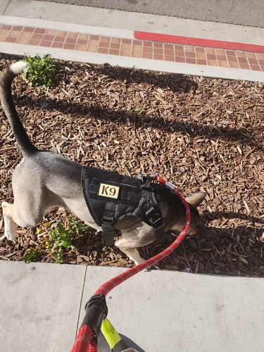 Customer photo review of Classic Heavy-Duty Tactical No-Pull Team K9™ Dog Harness With Front & Back D-Rings, Quick-Release Metal-Buckles, Hook & Loop Panels, & Top Handle