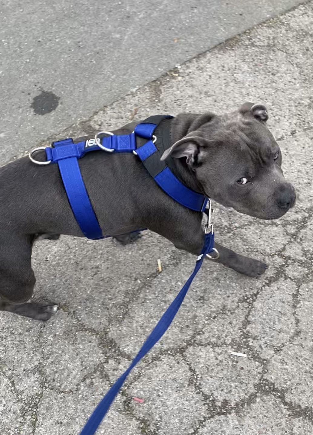 Customer photo review of TRI-Harness® | Anti-Pull, Adjustable & Durable - Dog Trainers Choice -  Blue v2.0