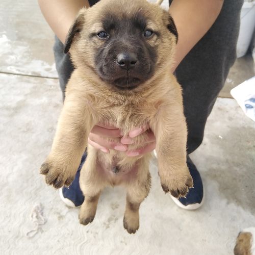 Customer photo review of Programa de Vacunación Cachorros Zoetis