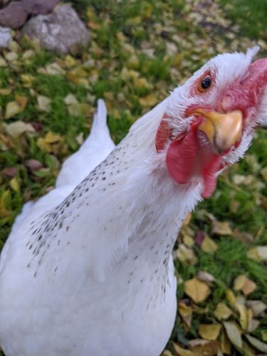 Customer photo review of GrubTerra Dried Black Soldier Fly Larvae