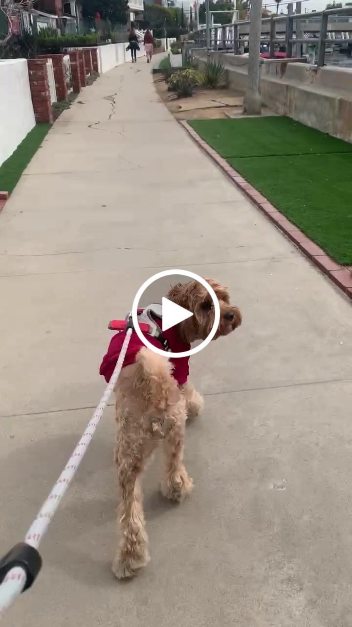 Customer video review of Commuter Harness and Leash Set