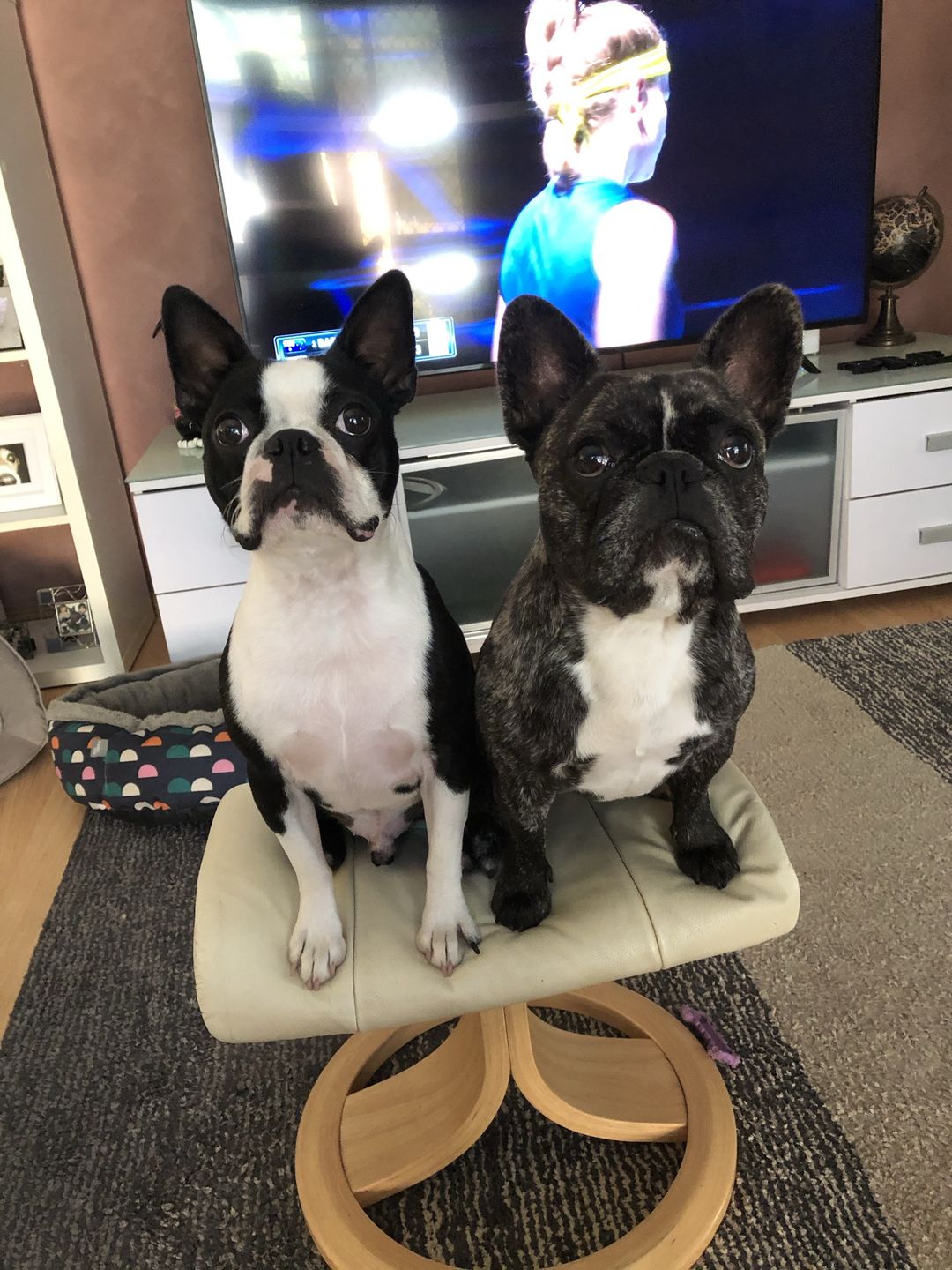Customer photo review of Premium Aussie Beef Liver