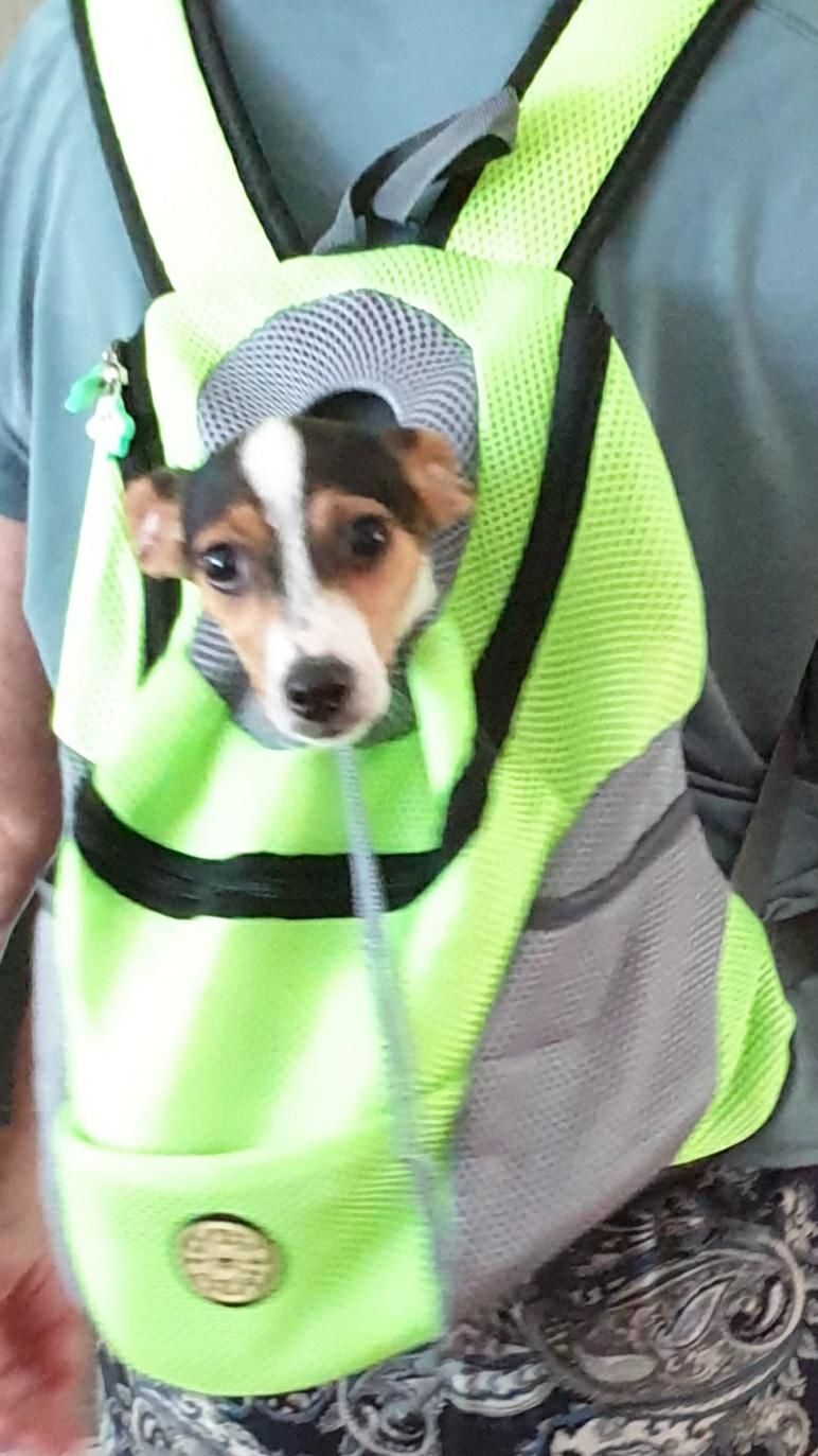 Customer photo review of Dog Backpack