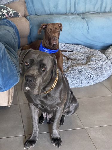 Customer photo review of PaWz Removable Cover Calming Pet Bed