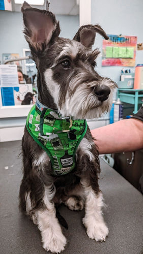 Customer photo review of St. Patrick's day dog harness set - Irish beer