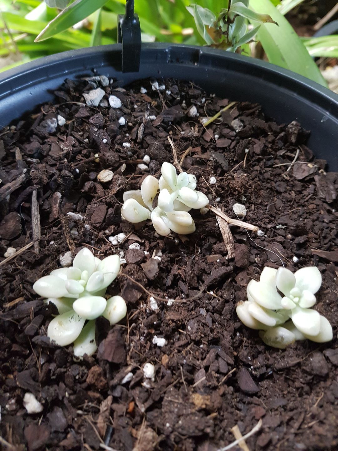 Customer photo review of Graptopetalum Mendozae Variegata Cuttings