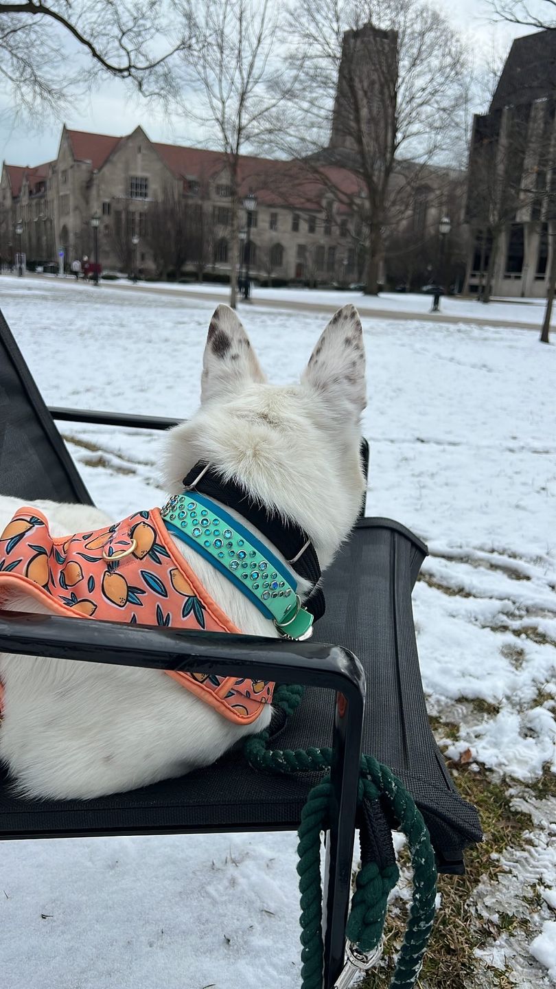 Customer photo review of 6-IN-1 Cotton Rope Dog Leash
