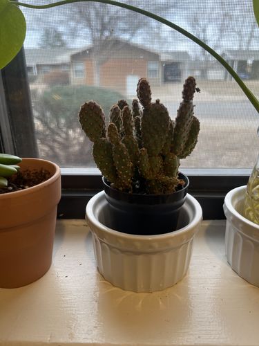 Customer photo review of Mini cinnamon cactus | Opuntia rufida minima