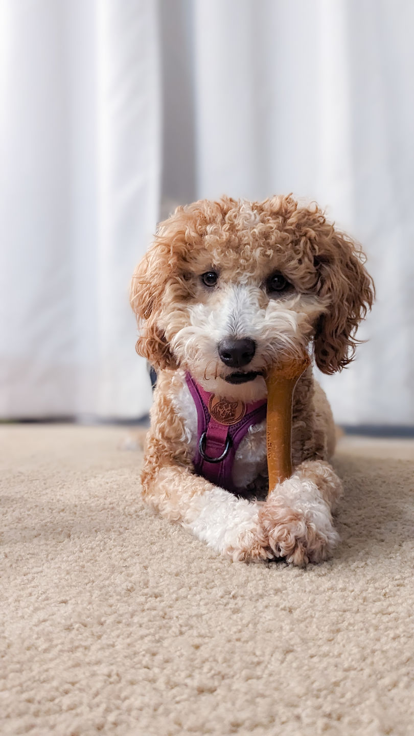 Customer photo review of Give A Dog A Bone!