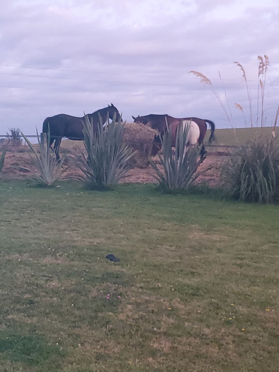 Customer photo review of Silage Bale Hay Net