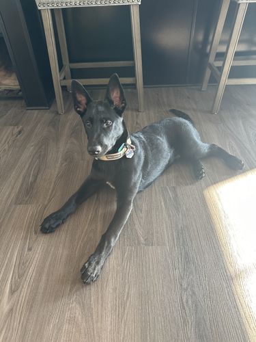 Customer photo review of Explorer Silicone