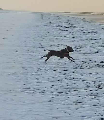 Customer photo review of Croquettes de volaille riches en ingrédients frais - Moy. / Grande taille (chien adulte)