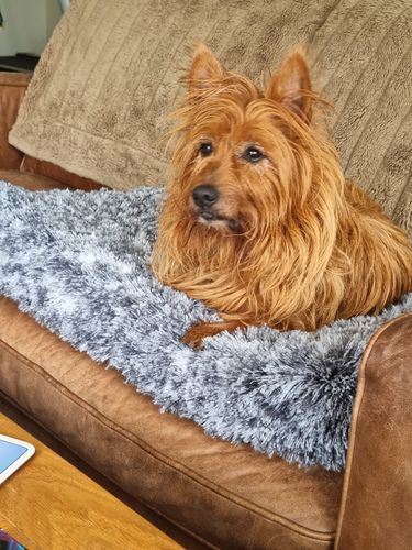 Customer photo review of PaWz  Multimat