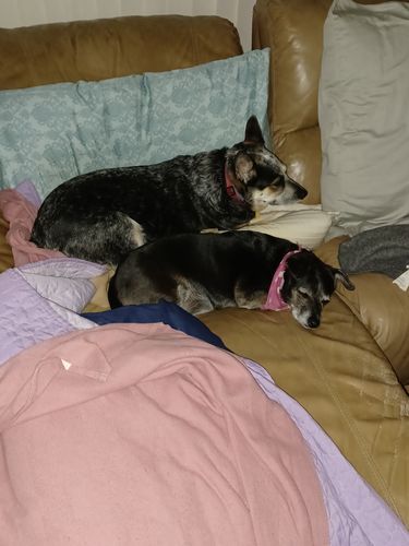 Customer photo review of Pink