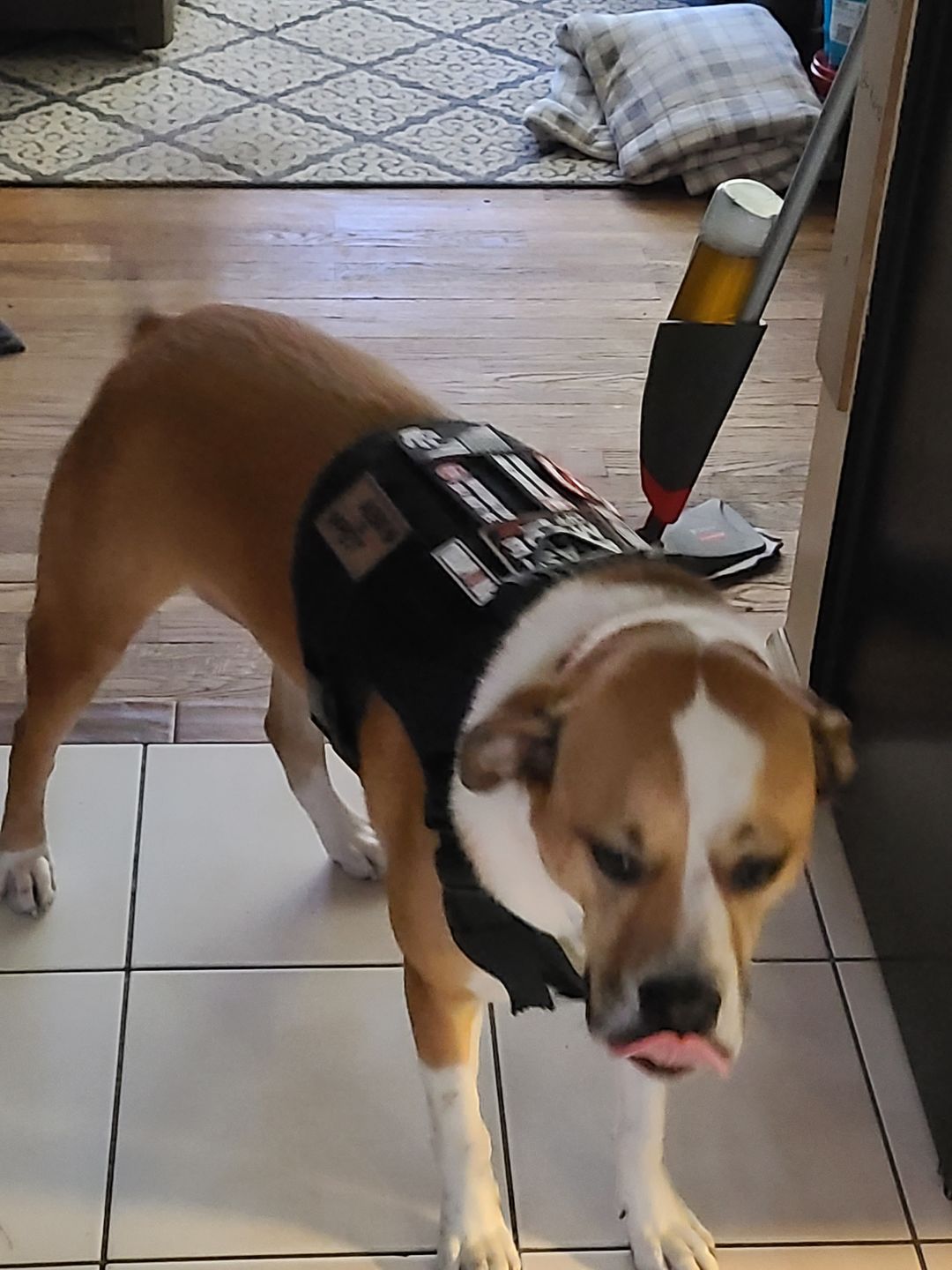 Customer photo review of 'Dad Says I'm Special' Hook & Loop Patch For Harness