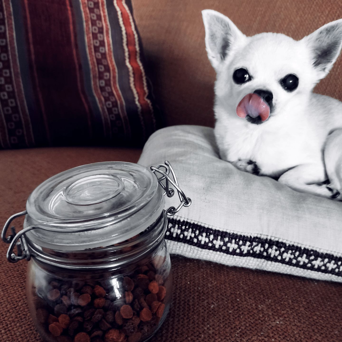 Customer photo review of Zoete aardappelsnacks | Kleine hondensnacks