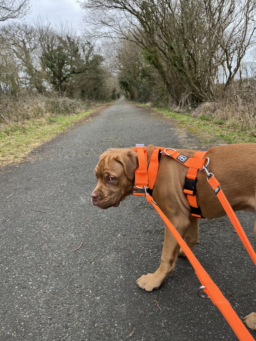Customer photo review of Double Ended Training Lead | All Breeds - Durable & Soft 2m Lead - Orange