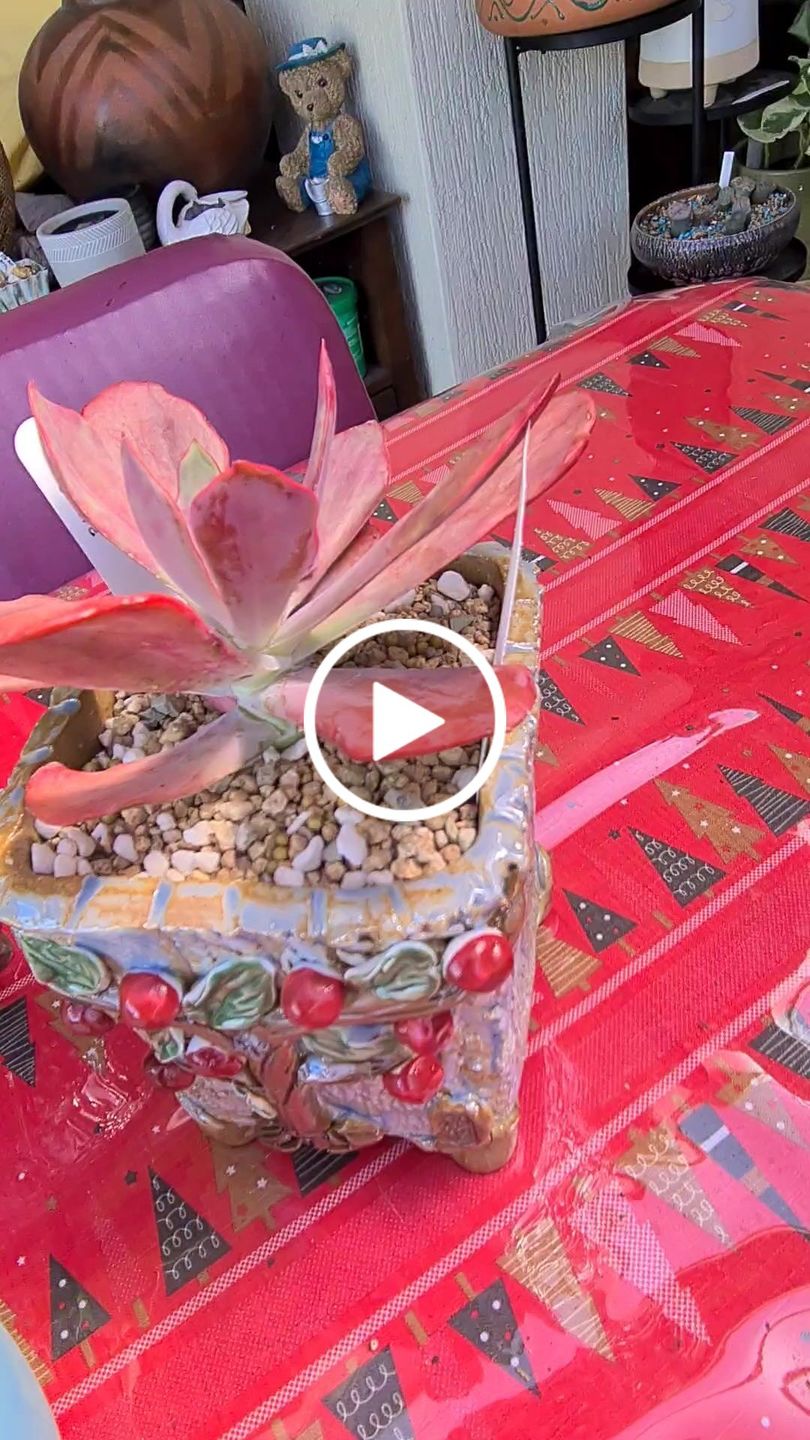 Customer video review of Echeveria Diamond State Variegata