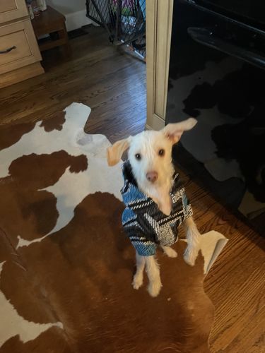 Customer photo review of Playa Poncho - Surprise Color