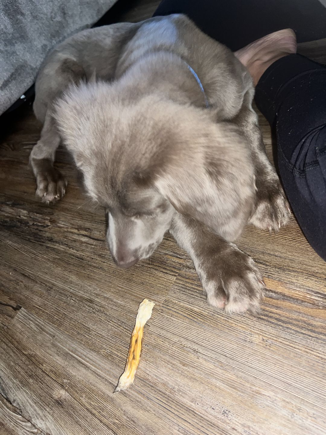 Customer photo review of Beef Tendon