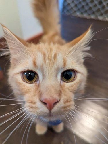 Customer photo review of Just Paws