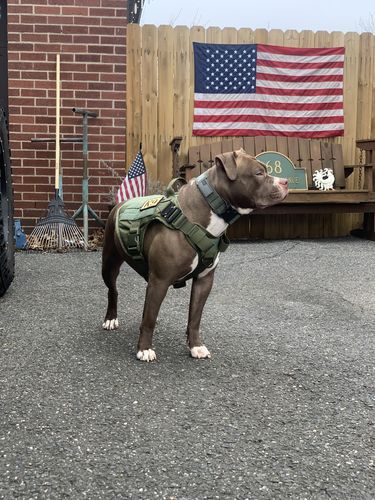 Customer video review of Classic Heavy-Duty Tactical No-Pull Team K9™ Dog Harness With Front & Back D-Rings, Quick-Release Metal-Buckles, Hook & Loop Panels, & Top Handle