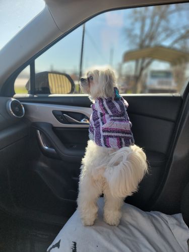 Customer photo review of Playa Poncho - Surprise Color