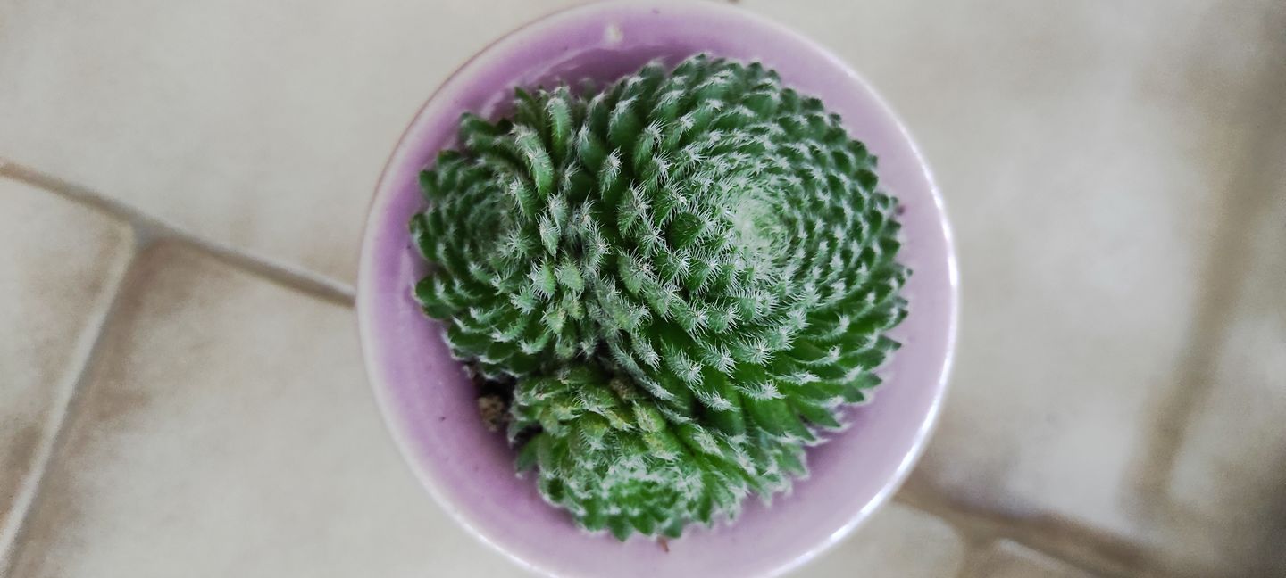 Customer photo review of Sempervivum Ciliosum (multi)