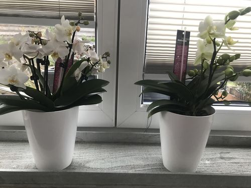 Customer photo review of 8+ rispige Orchideen + Übertöpfe